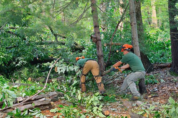 Seasonal Cleanup (Spring/Fall) in Cridersville, OH